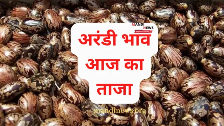 अरंडी भाव 06 फरवरी 2023 : राजस्थान, गुजरात और अन्य विभिन्न मंडियों का ताजा भाव और आवक
