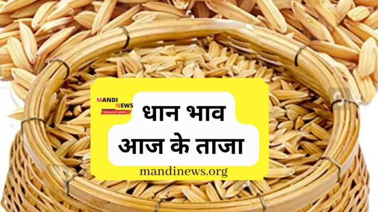 धान भाव 07 दिसंबर 2023 : राजस्थान, हरियाणा, पंजाब, आदि की विभिन्न मंडियों में धान के भाव