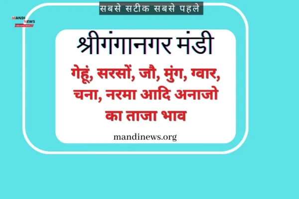 श्रीगंगानगर मंडी 11 जुलाई 2024 : गेहूं, सरसों, जौ, मुंग, ग्वार, चना, नरमा आदि अनाजो के ताजा भाव