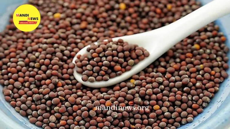 सरसों भाव तेजी मंदी : सरसों के दाम बढ़ेंगे या घटेंगे? रोके या बेचे? पूरी जानकारी