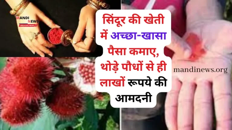 सिंदूर की खेती में अच्छा-खासा पैसा कमाए, थोड़े पौधों से ही लाखों रूपये की आमदनी