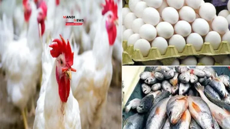 बाजार में मक्का के दाम बढ़ रहे, लेकिन चिकन-अंडे के दाम chicken-egg prices में ही रही गिरावट