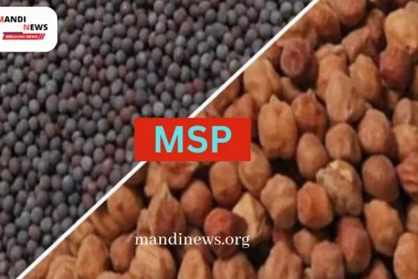 सरसों चने की MSP पर खरीदारी, 01 अप्रैल से राज्य के तीन जिलों में होगी शुरू, कितने केंद्र होगे स्थापित और क्या है लक्ष्य