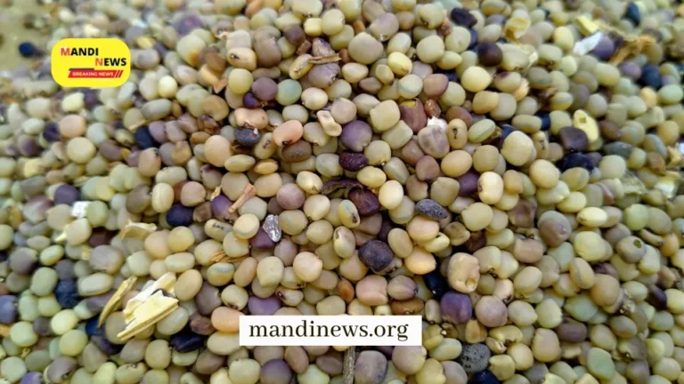 ग्वारगम रिपोर्ट : औद्योगिक मांग कमजोर होने और लिवाली घटने के कारण ncdex में मामूली गिरावट