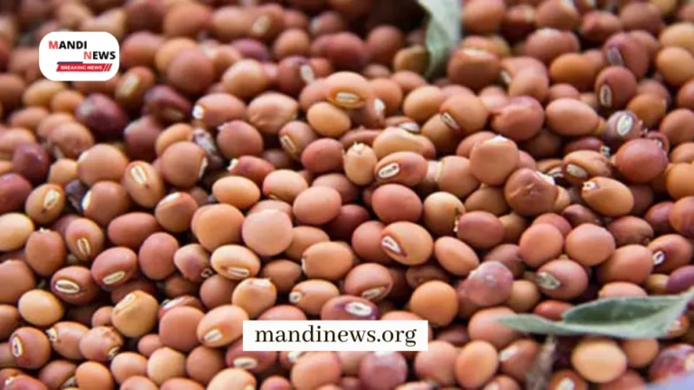 तुवर साप्ताहिक रिपोर्ट : तुवर के भाव अप्रैल-मई तक हो सकते हैं मजबूत, देखें पूरी रिपोर्ट