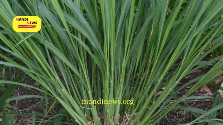 गिन्नी घास : पशुचारे के लिए बहुत ही बढ़िया घास, एक हेक्टेयर में ही, 200 क्विंटल से भी अधिक चारे की पैदावार