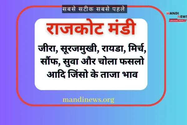 राजकोट मंडी 15 अप्रैल 2024 : लहसुन, तिल्ली, सूरजमुखी, मूंग और तुवर के भाव में तेजी