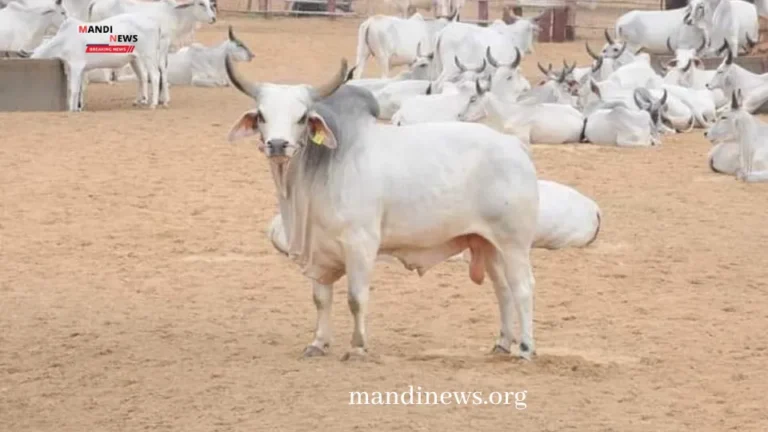 लू और बढ़ते तापमान से, गोवंश के बचाव के लिए, करे ये जरूरी काम, सलाह जारी