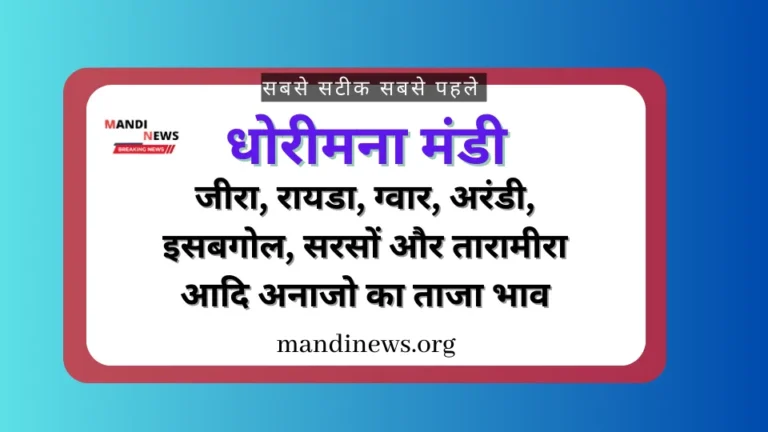 धोरीमना मंडी 11 जून 2024 : जीरा, तिल, ग्वार, जौ, बाजरा, मतिरा बीज, मुंग आदि का ताजा भाव