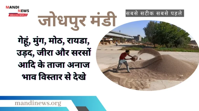 जोधपुर मंडी 06 जुलाई 2024 : गेहूं, मुंग, मोठ, रायडा, उड़द, जीरा और सरसों आदि के ताजा अनाज भाव