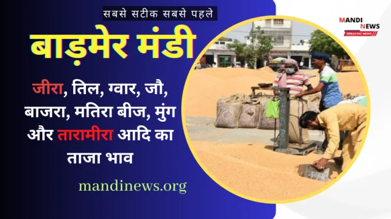 बाड़मेर 14 दिसंबर 2024 : जीरा, तिल, ग्वार, जौ, बाजरा, मतिरा बीज, मुंग आदि का ताजा भाव